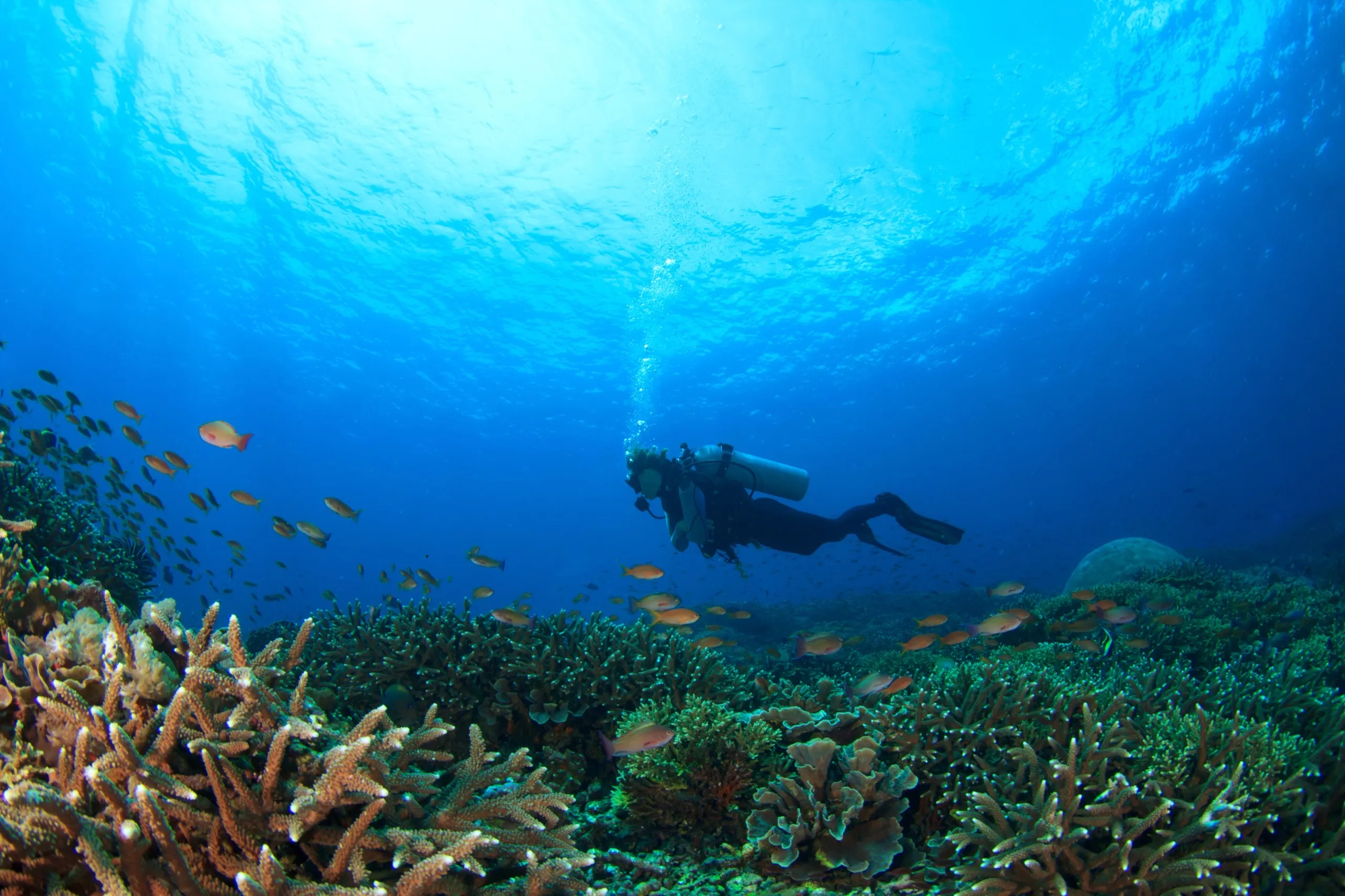 Diver int he Reef